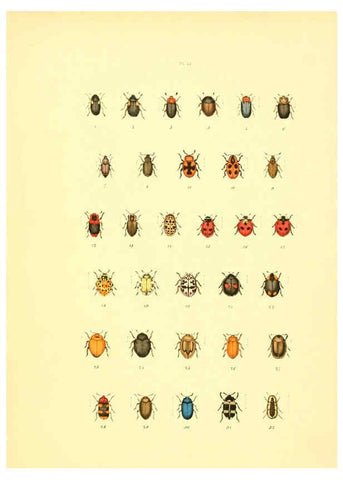 Reproducción/Reproduction 6008163363: Musée entomologique illustré t.1 Paris :Rothschild,1876-1878