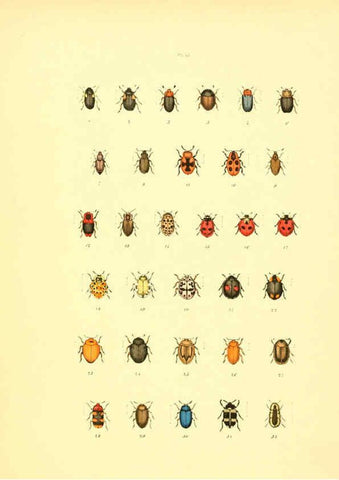 Reproducción/Reproduction 6008163363: Musée entomologique illustré t.1 Paris :Rothschild,1876-1878