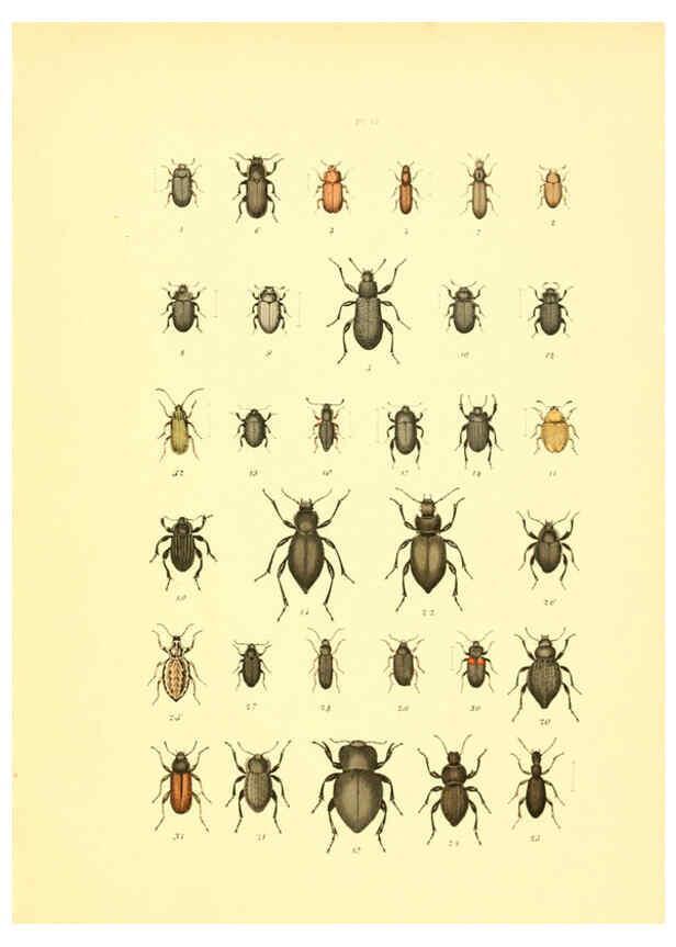 Reproducción/Reproduction 6008710916: Musée entomologique illustré t.1 Paris :Rothschild,1876-1878