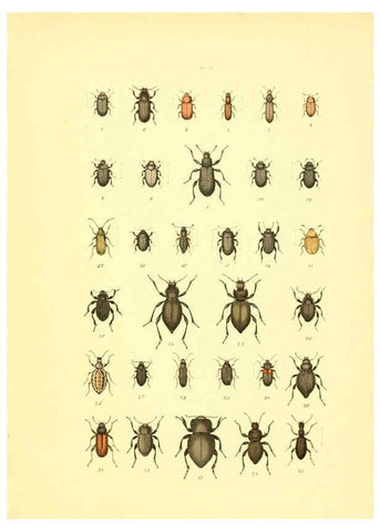 Reproducción/Reproduction 6008710916: Musée entomologique illustré t.1 Paris :Rothschild,1876-1878