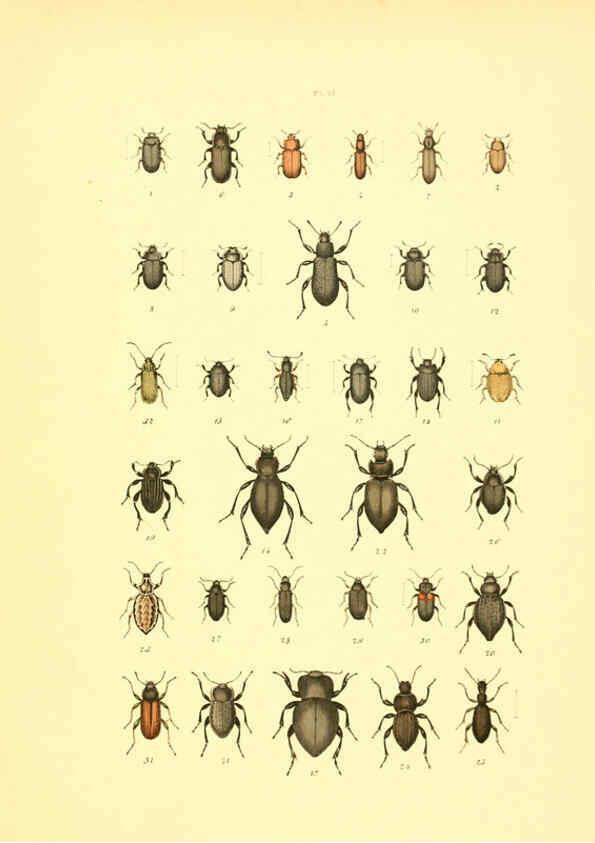 Reproducción/Reproduction 6008710916: Musée entomologique illustré t.1 Paris :Rothschild,1876-1878