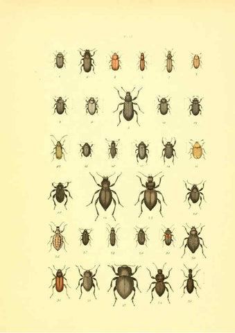 Reproducción/Reproduction 6008710916: Musée entomologique illustré t.1 Paris :Rothschild,1876-1878
