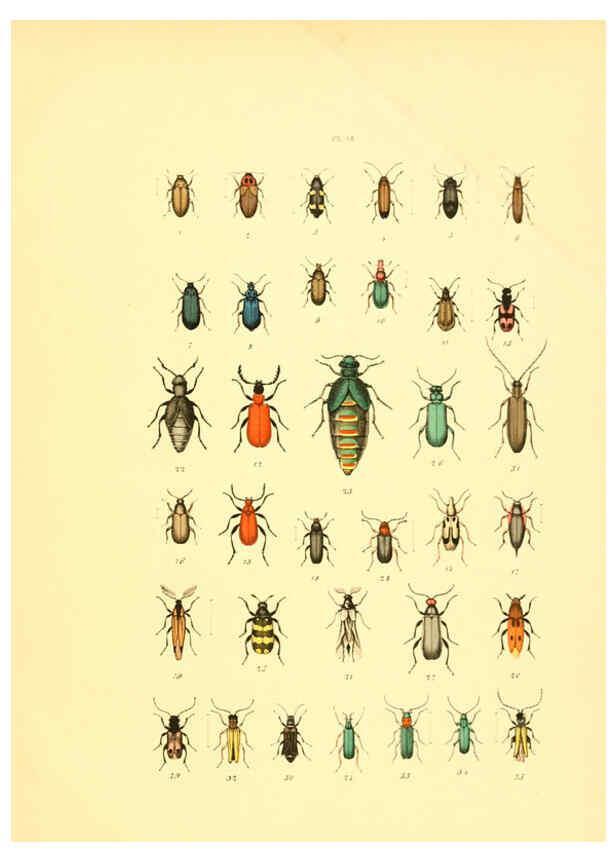 Reproducción/Reproduction 6008163863: Musée entomologique illustré t.1 Paris :Rothschild,1876-1878