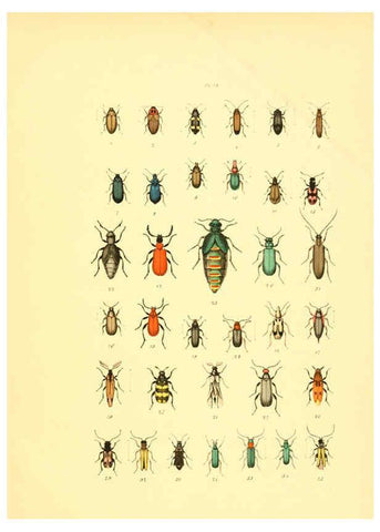 Reproducción/Reproduction 6008163863: Musée entomologique illustré t.1 Paris :Rothschild,1876-1878