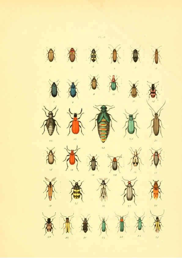 Reproducción/Reproduction 6008163863: Musée entomologique illustré t.1 Paris :Rothschild,1876-1878