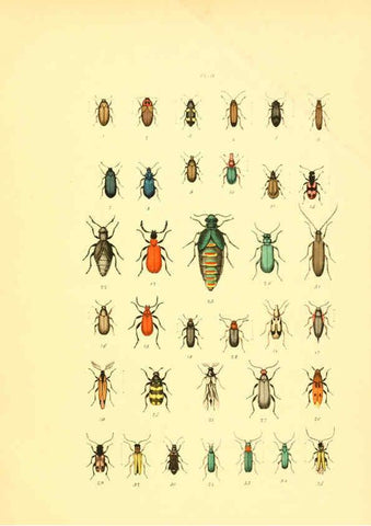 Reproducción/Reproduction 6008163863: Musée entomologique illustré t.1 Paris :Rothschild,1876-1878