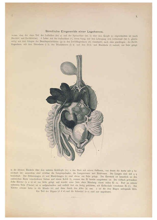 Reproducción/Reproduction 6008725514: Naumann, Naturgeschichte der Vögel Mitteleuropas. v.1 Gera-Untermhaus,F.E. Köhler,1897-1905 [v.1, 1905] 