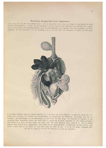 Reproducción/Reproduction 6008725514: Naumann, Naturgeschichte der Vögel Mitteleuropas. v.1 Gera-Untermhaus,F.E. Köhler,1897-1905 [v.1, 1905] 