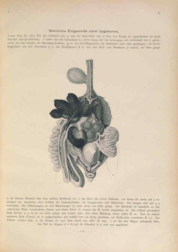 Reproducción/Reproduction 6008725514: Naumann, Naturgeschichte der Vögel Mitteleuropas. v.1 Gera-Untermhaus,F.E. Köhler,1897-1905 [v.1, 1905] 