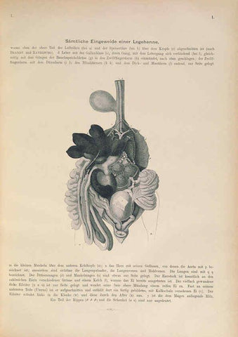 Reproducción/Reproduction 6008725514: Naumann, Naturgeschichte der Vögel Mitteleuropas. v.1 Gera-Untermhaus,F.E. Köhler,1897-1905 [v.1, 1905] 