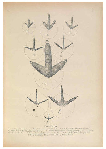Reproducción/Reproduction 6008725692: Naumann, Naturgeschichte der Vögel Mitteleuropas. v.1 Gera-Untermhaus,F.E. Köhler,1897-1905 [v.1, 1905] 