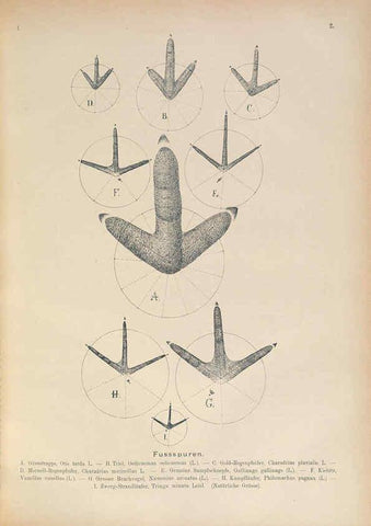 Reproducción/Reproduction 6008725692: Naumann, Naturgeschichte der Vögel Mitteleuropas. v.1 Gera-Untermhaus,F.E. Köhler,1897-1905 [v.1, 1905] 