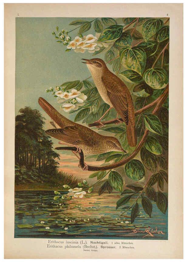 Reproducción/Reproduction 6008725940: Naumann, Naturgeschichte der Vögel Mitteleuropas. v.1 Gera-Untermhaus,F.E. Köhler,1897-1905 [v.1, 1905] 