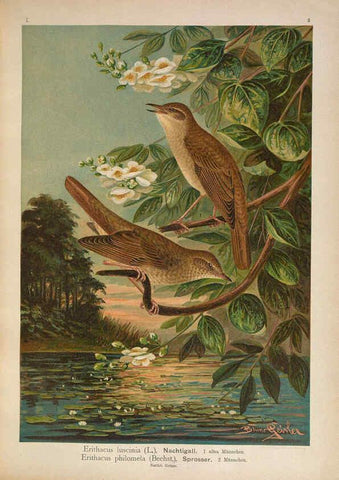 Reproducción/Reproduction 6008725940: Naumann, Naturgeschichte der Vögel Mitteleuropas. v.1 Gera-Untermhaus,F.E. Köhler,1897-1905 [v.1, 1905] 