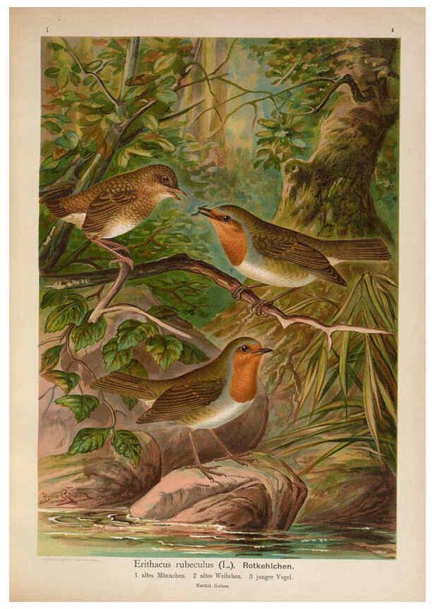 Reproducción/Reproduction 6008726140: Naumann, Naturgeschichte der Vögel Mitteleuropas. v.1 Gera-Untermhaus,F.E. Köhler,1897-1905 [v.1, 1905] 