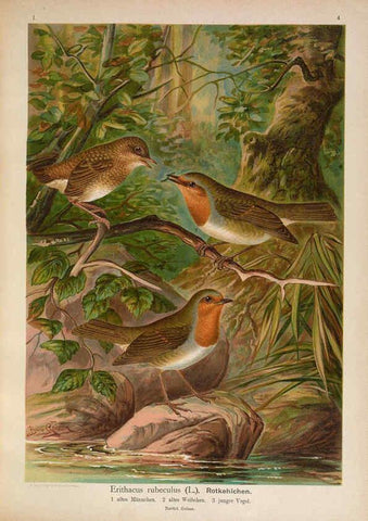 Reproducción/Reproduction 6008726140: Naumann, Naturgeschichte der Vögel Mitteleuropas. v.1 Gera-Untermhaus,F.E. Köhler,1897-1905 [v.1, 1905] 