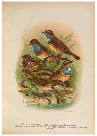 Reproducción/Reproduction 6008179123: Naumann, Naturgeschichte der Vögel Mitteleuropas. v.1 Gera-Untermhaus,F.E. Köhler,1897-1905 [v.1, 1905] 