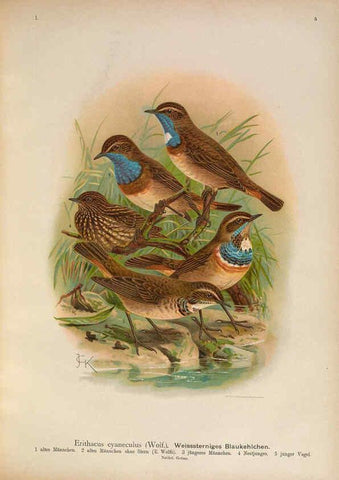 Reproducción/Reproduction 6008179123: Naumann, Naturgeschichte der Vögel Mitteleuropas. v.1 Gera-Untermhaus,F.E. Köhler,1897-1905 [v.1, 1905] 