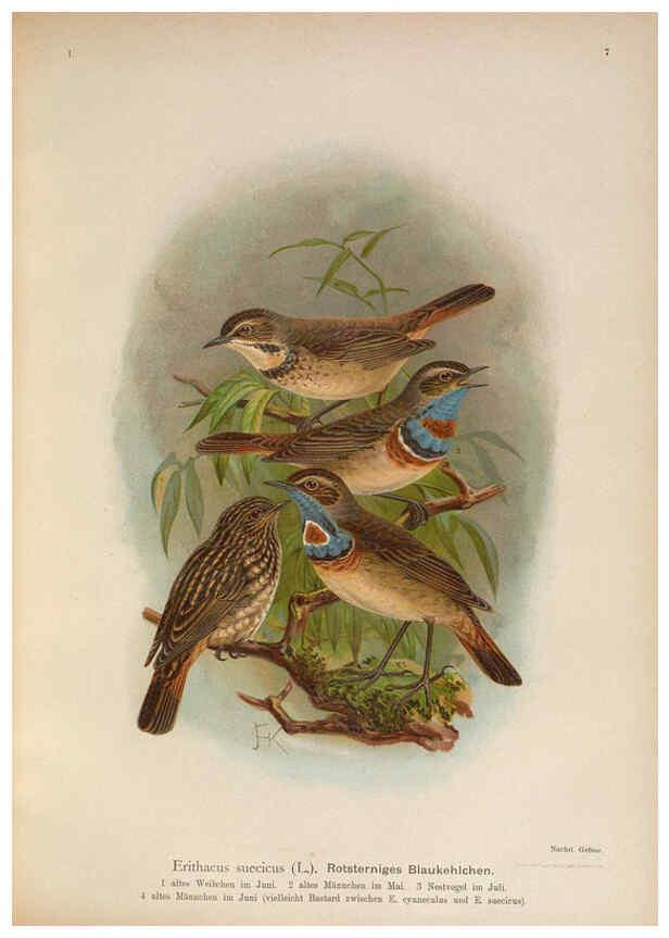 Reproducción/Reproduction 6008179281: Naumann, Naturgeschichte der Vögel Mitteleuropas. v.1 Gera-Untermhaus,F.E. Köhler,1897-1905 [v.1, 1905] 