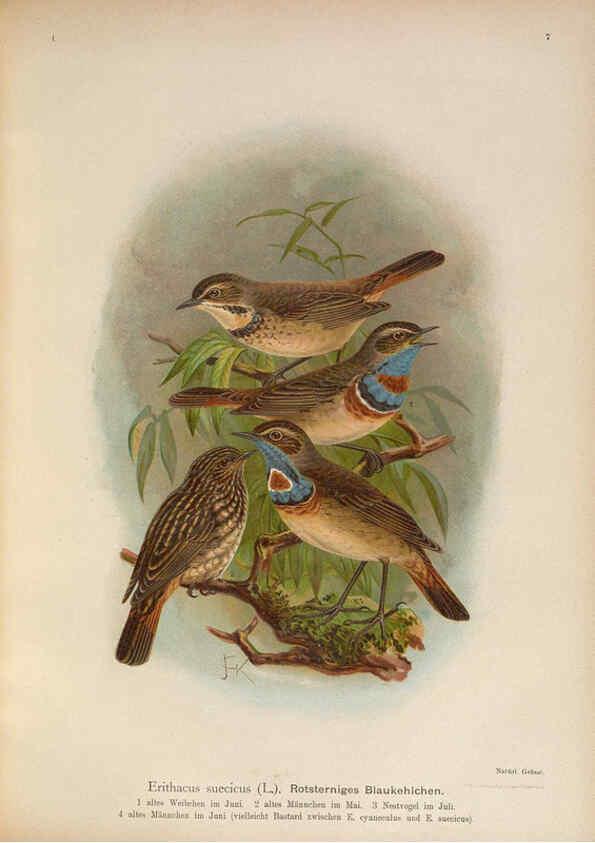 Reproducción/Reproduction 6008179281: Naumann, Naturgeschichte der Vögel Mitteleuropas. v.1 Gera-Untermhaus,F.E. Köhler,1897-1905 [v.1, 1905] 