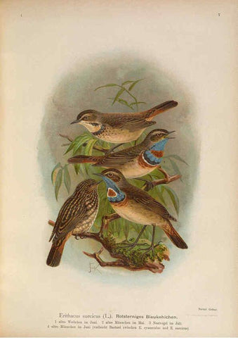 Reproducción/Reproduction 6008179281: Naumann, Naturgeschichte der Vögel Mitteleuropas. v.1 Gera-Untermhaus,F.E. Köhler,1897-1905 [v.1, 1905] 