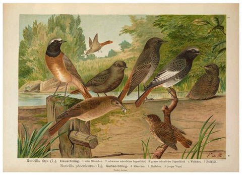 Reproducción/Reproduction 6008179455: Naumann, Naturgeschichte der Vögel Mitteleuropas. v.1 Gera-Untermhaus,F.E. Köhler,1897-1905 [v.1, 1905] 