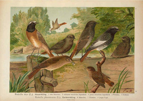 Reproducción/Reproduction 6008179455: Naumann, Naturgeschichte der Vögel Mitteleuropas. v.1 Gera-Untermhaus,F.E. Köhler,1897-1905 [v.1, 1905] 