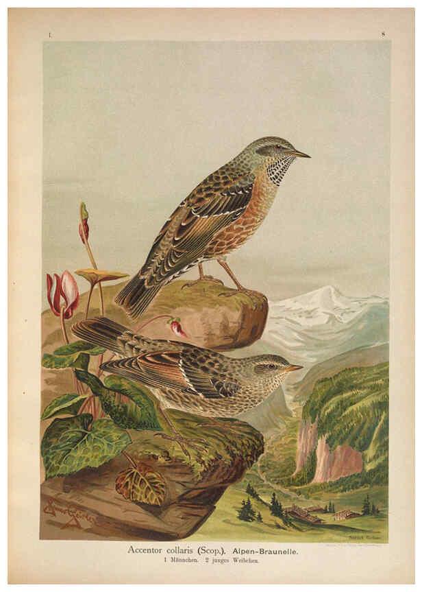Reproducción/Reproduction 6008179619: Naumann, Naturgeschichte der Vögel Mitteleuropas. v.1 Gera-Untermhaus,F.E. Köhler,1897-1905 [v.1, 1905] 
