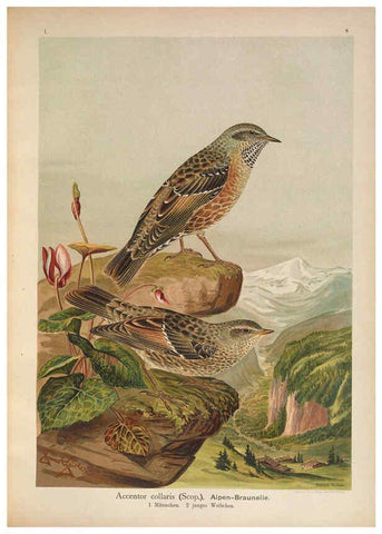 Reproducción/Reproduction 6008179619: Naumann, Naturgeschichte der Vögel Mitteleuropas. v.1 Gera-Untermhaus,F.E. Köhler,1897-1905 [v.1, 1905] 