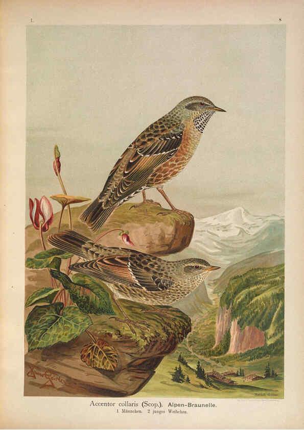 Reproducción/Reproduction 6008179619: Naumann, Naturgeschichte der Vögel Mitteleuropas. v.1 Gera-Untermhaus,F.E. Köhler,1897-1905 [v.1, 1905] 