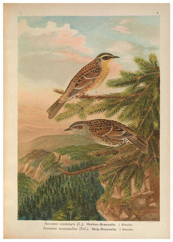 Reproducción/Reproduction 6008727012: Naumann, Naturgeschichte der Vögel Mitteleuropas. v.1 Gera-Untermhaus,F.E. Köhler,1897-1905 [v.1, 1905] 