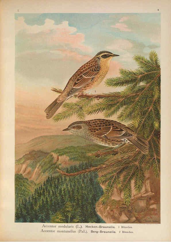 Reproducción/Reproduction 6008727012: Naumann, Naturgeschichte der Vögel Mitteleuropas. v.1 Gera-Untermhaus,F.E. Köhler,1897-1905 [v.1, 1905] 