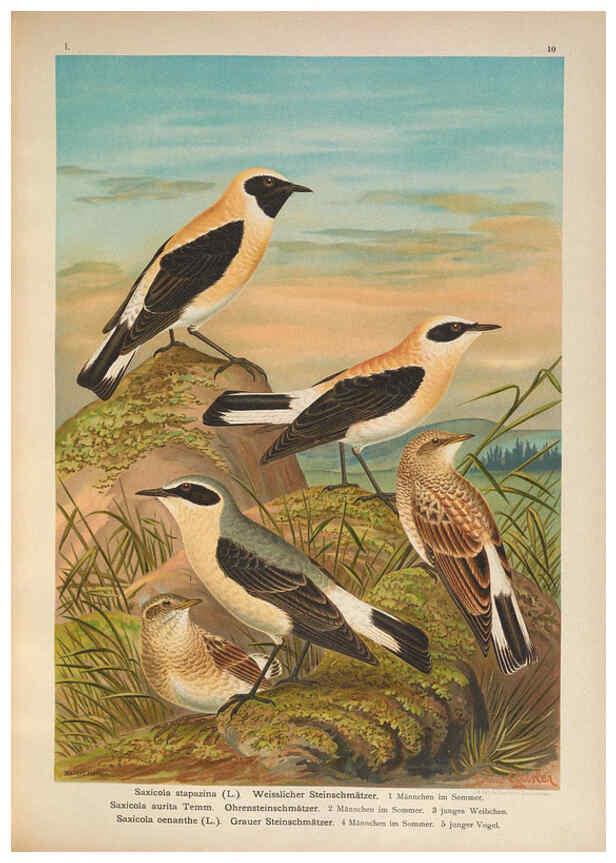 Reproducción/Reproduction 6008727260: Naumann, Naturgeschichte der Vögel Mitteleuropas. v.1 Gera-Untermhaus,F.E. Köhler,1897-1905 [v.1, 1905] 