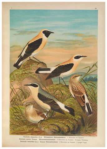 Reproducción/Reproduction 6008727260: Naumann, Naturgeschichte der Vögel Mitteleuropas. v.1 Gera-Untermhaus,F.E. Köhler,1897-1905 [v.1, 1905] 