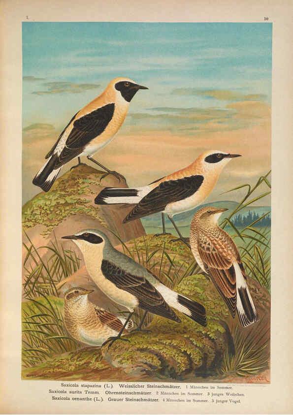 Reproducción/Reproduction 6008727260: Naumann, Naturgeschichte der Vögel Mitteleuropas. v.1 Gera-Untermhaus,F.E. Köhler,1897-1905 [v.1, 1905] 