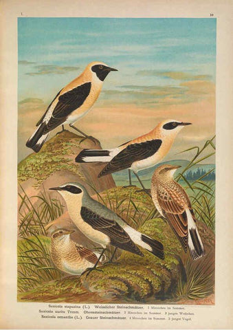Reproducción/Reproduction 6008727260: Naumann, Naturgeschichte der Vögel Mitteleuropas. v.1 Gera-Untermhaus,F.E. Köhler,1897-1905 [v.1, 1905] 