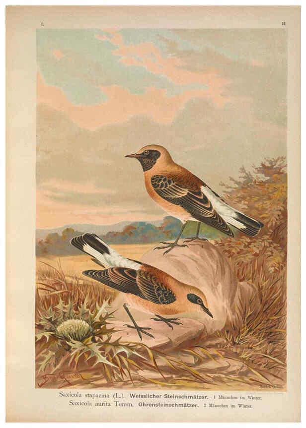 Reproducción/Reproduction 6008727478: Naumann, Naturgeschichte der Vögel Mitteleuropas. v.1 Gera-Untermhaus,F.E. Köhler,1897-1905 [v.1, 1905] 