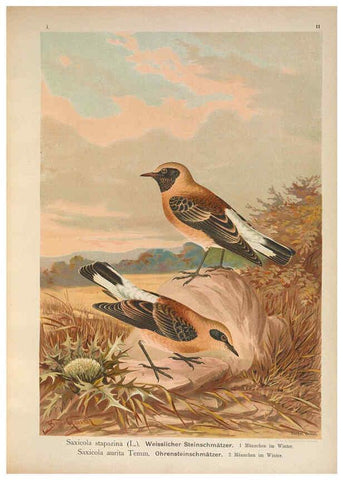 Reproducción/Reproduction 6008727478: Naumann, Naturgeschichte der Vögel Mitteleuropas. v.1 Gera-Untermhaus,F.E. Köhler,1897-1905 [v.1, 1905] 