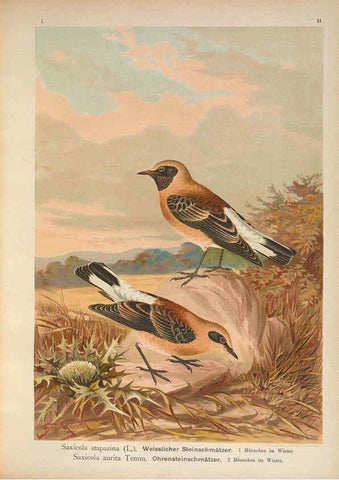 Reproducción/Reproduction 6008727478: Naumann, Naturgeschichte der Vögel Mitteleuropas. v.1 Gera-Untermhaus,F.E. Köhler,1897-1905 [v.1, 1905] 
