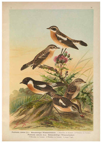 Reproducción/Reproduction 6008180625: Naumann, Naturgeschichte der Vögel Mitteleuropas. v.1 Gera-Untermhaus,F.E. Köhler,1897-1905 [v.1, 1905] 
