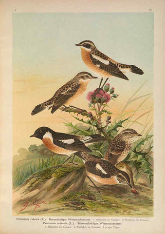 Reproducción/Reproduction 6008180625: Naumann, Naturgeschichte der Vögel Mitteleuropas. v.1 Gera-Untermhaus,F.E. Köhler,1897-1905 [v.1, 1905] 