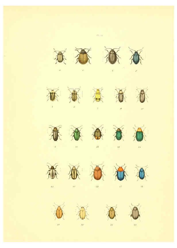 Reproducción/Reproduction 6008162585: Musée entomologique illustré t.1 Paris :Rothschild,1876-1878