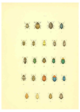 Reproducción/Reproduction 6008162585: Musée entomologique illustré t.1 Paris :Rothschild,1876-1878