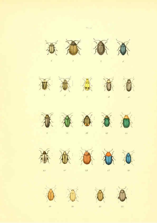 Reproducción/Reproduction 6008162585: Musée entomologique illustré t.1 Paris :Rothschild,1876-1878
