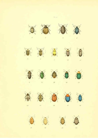 Reproducción/Reproduction 6008162585: Musée entomologique illustré t.1 Paris :Rothschild,1876-1878