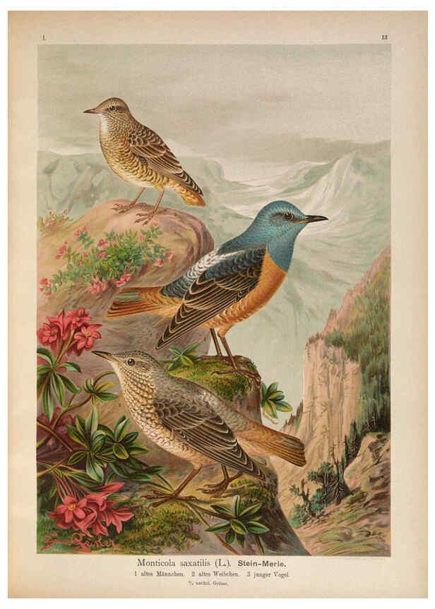Reproducción/Reproduction 6008727896: Naumann, Naturgeschichte der Vögel Mitteleuropas. v.1 Gera-Untermhaus,F.E. Köhler,1897-1905 [v.1, 1905] 