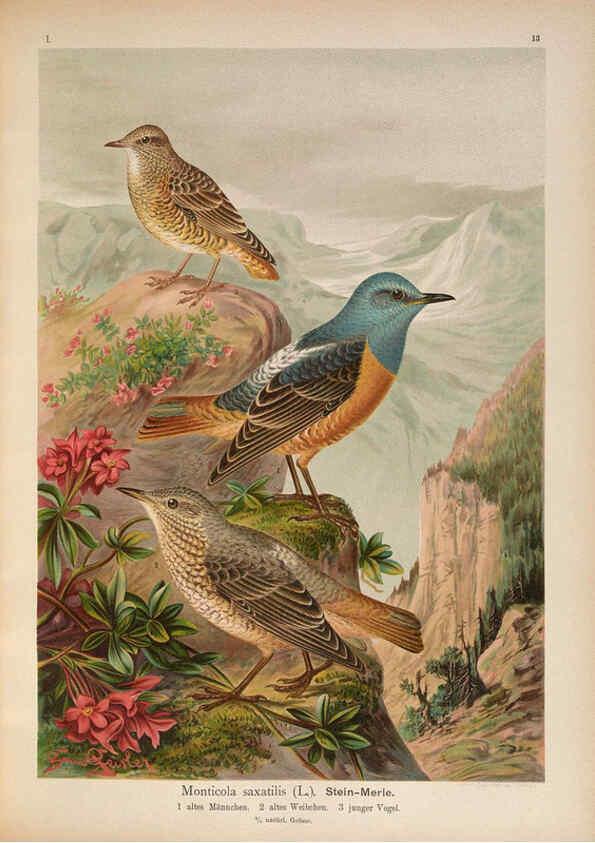 Reproducción/Reproduction 6008727896: Naumann, Naturgeschichte der Vögel Mitteleuropas. v.1 Gera-Untermhaus,F.E. Köhler,1897-1905 [v.1, 1905] 