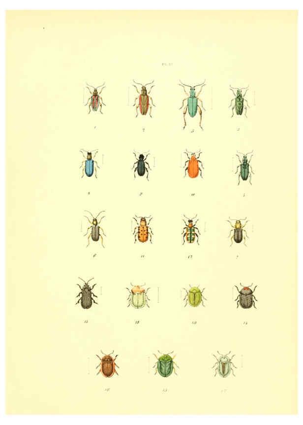 Reproducción/Reproduction 6008709666: Musée entomologique illustré t.1 Paris :Rothschild,1876-1878
