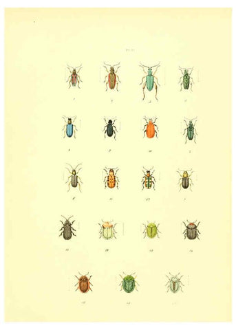 Reproducción/Reproduction 6008709666: Musée entomologique illustré t.1 Paris :Rothschild,1876-1878