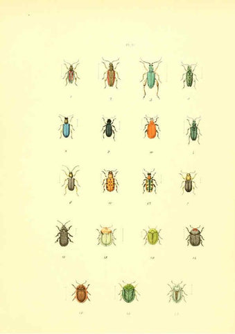 Reproducción/Reproduction 6008709666: Musée entomologique illustré t.1 Paris :Rothschild,1876-1878